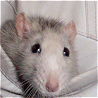 Animals avatars