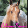 Animals avatars