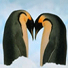 Animals avatars
