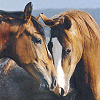 Animals avatars