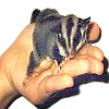Animals avatars