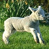 Animals avatars