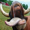 Animals avatars
