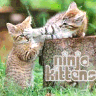 Animals avatars