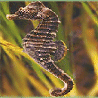 Animals avatars