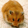 Animals avatars