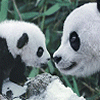 Animals avatars