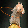Animals avatars