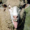 Animals avatars