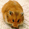 Animals avatars