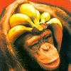 Animals avatars