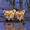 Animals avatars