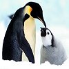 Animals avatars