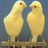 Animals avatars
