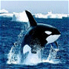 Animals avatars