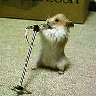 Animals avatars