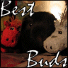 Animals avatars