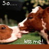 Animals avatars