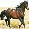 Animals avatars