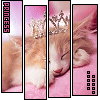 Animals avatars
