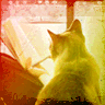 Animals avatars