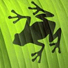 Animals avatars