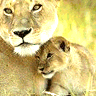 Animals avatars