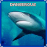 Animals avatars