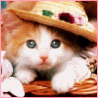 Animals avatars