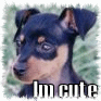 Animals avatars