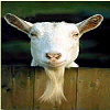 Animals avatars