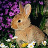 Animals avatars