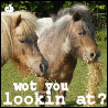 Animals avatars