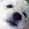 Animals avatars