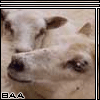 Animals avatars