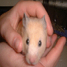 Animals avatars