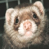 Animals avatars