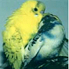 Animals avatars
