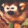 Animals avatars