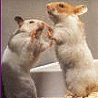 Animals avatars