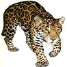 Animals avatars