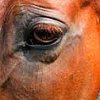 Animals avatars