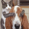Animals avatars