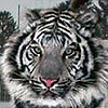 Animals avatars