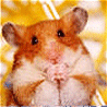 Animals avatars