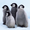 Animals avatars