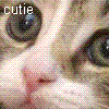 Animals avatars