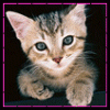 Animals avatars