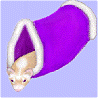 Animals avatars