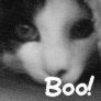 Animals avatars